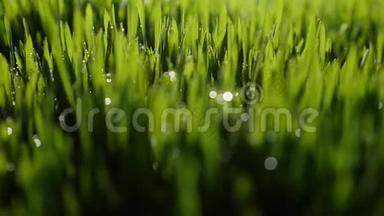 清晨，绿油油的小草上滴着露珠